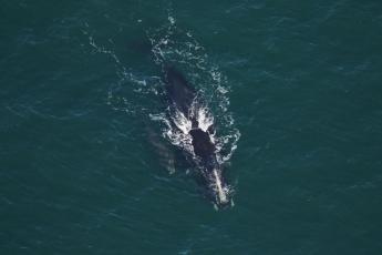 The season’s fifth mother-calf pair (27-year-old “Smoke” and her baby) make their way toward Florida.