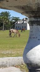 The feral horses on Cumberland Island have long been a staple, a sight tourists look forward to seeing. Now, with a lawsuit looming over the National Park Service, they could be removed.