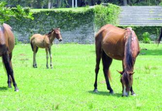 Many of the horses on Cumberland Island flock to the green grasses surrounding the Dungeness Mansion ruins.
